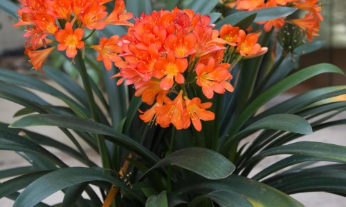 香花菜学名-【香花菜的家常做法】香花莱的功效 - 香花菜功效网