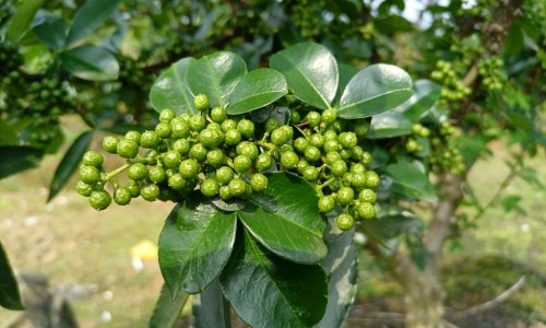 【香花菜的家常做法】香花莱的功效 - 香花菜功效网