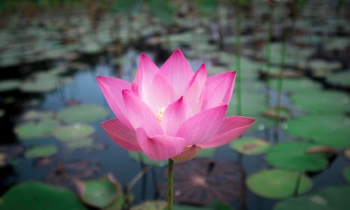 香花菜的家常做法-【香花菜的家常做法】香花莱的功效 - 香花菜功效网