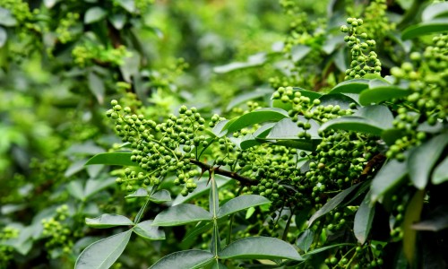 香花菜的家常做法-【香花菜的家常做法】香花莱的功效 - 香花菜功效网
