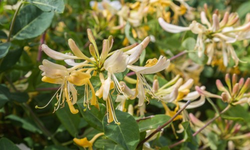 香花菜学名-【香花菜的家常做法】香花莱的功效 - 香花菜功效网